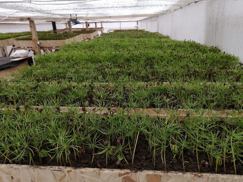 Победитель Международной Премии #МЫВМЕСТЕ из Калининграда отправит в Чечню 10 тысяч кедров